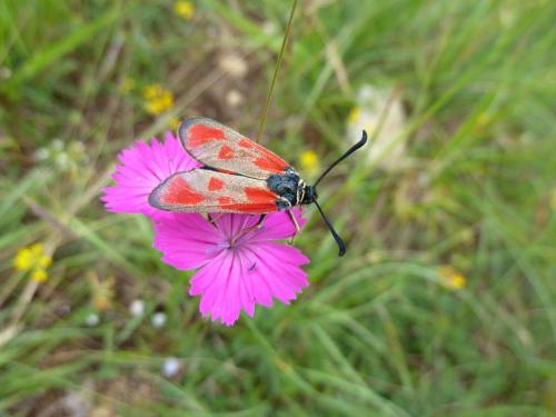 Zygaena loti